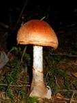 Geschmückter Gürtelfuß, Foto 15