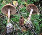 Geschmückter Gürtelfuß, Foto 19