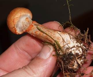 Geschmückter Gürtelfuß, Foto 4