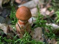Geschmückter Gürtelfuß, Foto 9