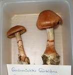 Geschmückter Gürtelfuß, Foto 10