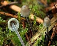 Geschmückter Helmling, Foto 7
