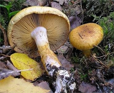 Geschmückter Schleimkopf, Foto 2