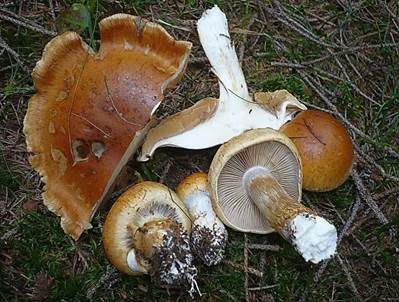 Geschmückter Schleimkopf, Foto 3