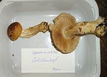 Geschmückter Schleimkopf, Foto 12