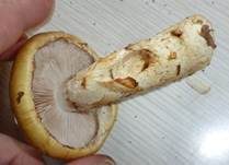 Geschmückter Schleimkopf, Foto 6