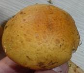Geschmückter Schleimkopf, Foto 8