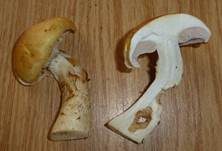 Geschmückter Schleimkopf, Foto 11