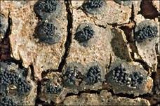 Geschnäbelter Kugelpilz, Foto 8