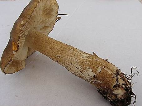 Geschupptstieliger Ritterling, Foto 3