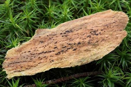 Gesellige Durella, Foto 3