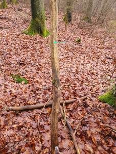 Gesellige Durella, Foto 5