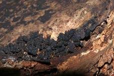 Gesellige Holzkeule, Foto 14