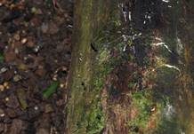 Gesellige Holzkeule, Foto 16