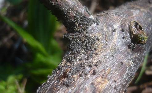 Gesellige Schwarzbrust, Foto 2