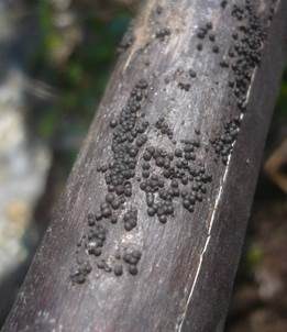 Gesellige Schwarzbrust, Foto 5