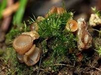 Geselliger Borstling, Foto 19
