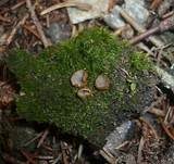 Geselliger Borstling, Foto 22