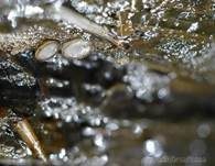 Geselliger Borstling, Foto 7