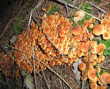 Geselliger Glöckchennabeling, Foto 3
