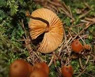 Geselliger Glöckchennabeling, Foto 13