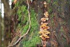Geselliger Glöckchennabeling, Foto 15