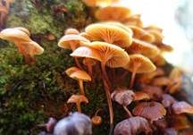 Geselliger Glöckchennabeling, Foto 18