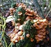 Geselliger Glöckchennabeling, Foto 19