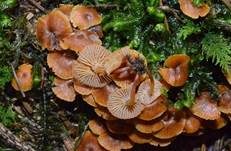 Geselliger Glöckchennabeling, Foto 20