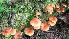 Geselliger Glöckchennabeling, Foto 22