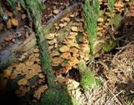 Geselliger Glöckchennabeling, Foto 26