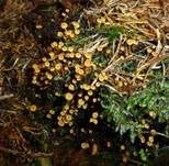 Geselliger Glöckchennabeling, Foto 30