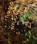 Geselliger Glöckchennabeling, Foto 31