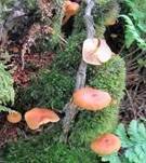Geselliger Glöckchennabeling, Foto 33