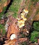 Geselliger Glöckchennabeling, Foto 35