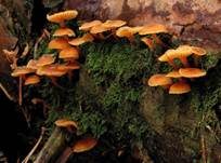 Geselliger Glöckchennabeling, Foto 6