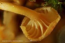 Geselliger Glöckchennabeling, Foto 46