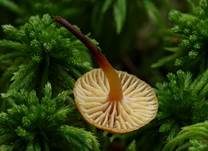 Geselliger Glöckchennabeling, Foto 7