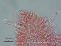 Geselliger Glöckchennabeling, Foto 56