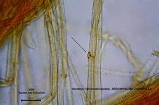 Geselliger Glöckchennabeling, Foto 58