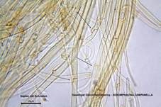 Geselliger Glöckchennabeling, Foto 59