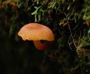 Geselliger Glöckchennabeling, Foto 8