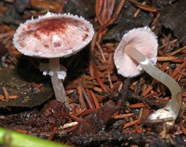 Geselliger Purpuregerling, Foto 2