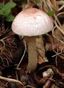 Geselliger Purpuregerling, Foto 4