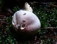 Geselliger Purpuregerling, Foto 7