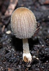 Geselliger Tintling, Foto 5