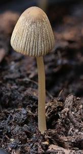 Geselliger Tintling, Foto 6