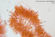 Geselliger Trompetenschnitzling, Foto 26