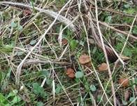 Geselliger Trompetenschnitzling, Foto 11
