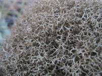Gesprenkelte Becherflechte, Foto 6